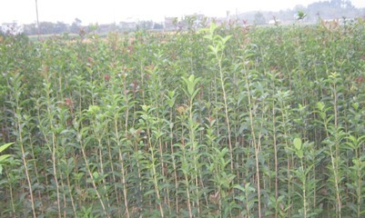 桂花树种子苗桂花树苗桂花树小苗价格免费咨询量大从优0.3元|乔灌木|绿化苗木|供应信息|597苗木网