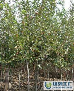 工程绿化苗木,花木花卉金丝海堂种子,价格优惠。_农副产品_世界工厂网中国产品信息库