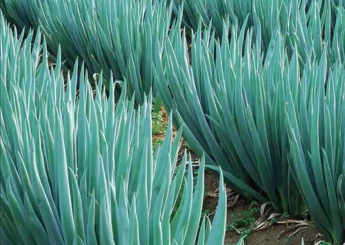 大葱的全生育期种植方案