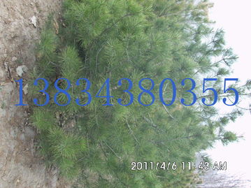 双军苗木合作社