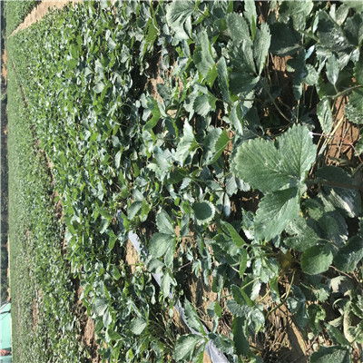 引进妙香3号草莓苗 妙香3号草莓苗简介