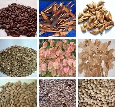 【法国冬青种子 法桐 红叶李 南天竹 火炬 黄杨 红叶小檗 杜】价格_厂家_图片 -