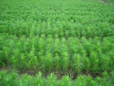 【湿地松种子种苗种植及种植管理】价格,厂家,其它绿化苗木-搜了网