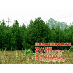 白皮松种子售价 瑞天苗木 中山白皮松种子批发