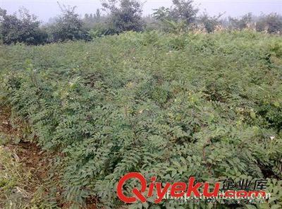 泰安凤坦苗圃大量供应优质花椒苗-泰安高新区凤坦苗木中心提供泰安凤坦苗圃大量供应优质花椒苗的相关介绍、产品、服务、图片、价格泰安高新区凤坦苗木中心、果树苗;绿化苗;占地苗;果树苗;绿化苗;各种种子