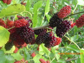 桑树苗价格 果桑,桑树苗价格 果桑生产厂家,桑树苗价格 果桑价格