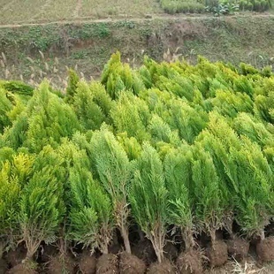 灌木-【杰城园林】供应各种苗木 种苗 种子 基地直销 优质 洒金柏-灌木尽在阿里.