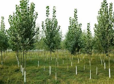 林木苗木种子催芽的几种方法