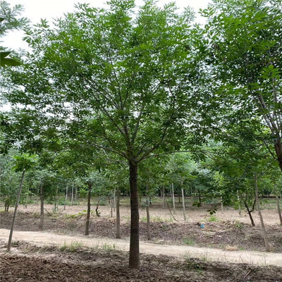 开原市靠山镇森源苗木种子经销处