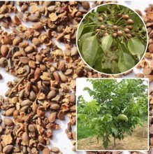 【杜梨种子】最新最全杜梨种子 产品参考信息