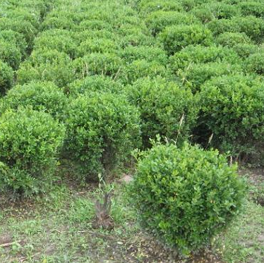 黄杨球、黑松、海桐种子、女贞、红叶小檗、狗桔、枸橘等苗木图片