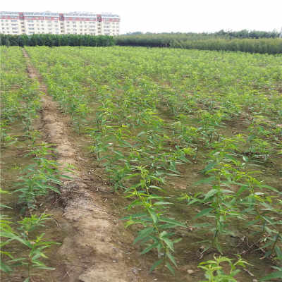 源东白大规格桃树苗物美价廉河南省