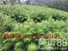 【广西哪里有杉木小苗——想要无病虫害的杉木小苗就来乾坤苗圃场】-