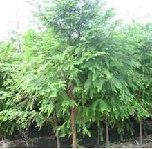 【名贵苗木种子】最新最全名贵苗木种子 产品参考信息