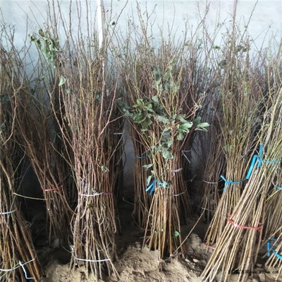 3、4公分杏树苗 5公分杏树多少钱|果树小苗|绿化苗木|供应信息|597苗木网