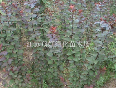 美人梅江苏宿迁绿化苗木,绿化工程;草坪种子,小苗-江苏顶好绿化苗木场商铺供应列表-第1页