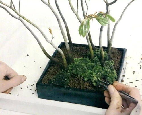 先用种子培育树苗,再选出9株植株,最后制作成为丛林型盆景