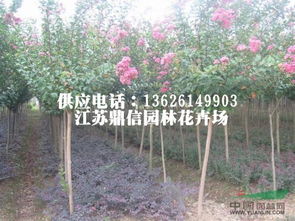 企业动态 沭阳县潼阳镇枫柏绿化园林苗木场