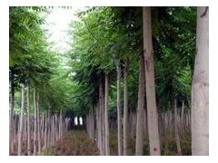 国槐苗多少钱一棵白蜡苗多少钱一棵法桐苗多少钱一棵|林木种子|绿化苗木|供应信息|597苗木网
