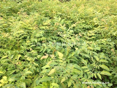 【栾树 江西最大栾树种植基地供应|销售林木种子及苗木江西九江杨柳林木种苗站商铺