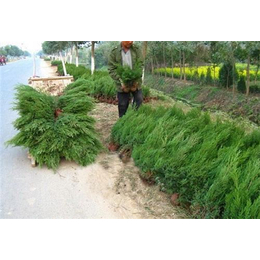 南京桧柏树苗,桧柏树苗种植基地,弘源苗木_水果种子种苗_第一枪