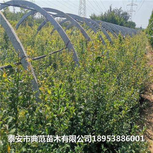 中农红软籽石榴树苗多少钱一棵 中农红软籽石榴树苗品种介绍