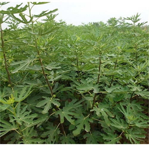 泰安布伦瑞克无花果苗报价