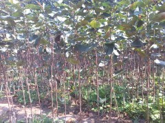 北美海棠芽苗、成品苗、根结苗、甜茶果、甜茶种子樱桃种子|乔灌木|绿化苗木|供应信息|597苗木网