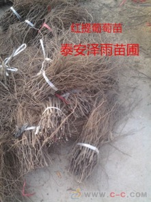 桂林适合种植什么葡萄苗 梨树苗 果树苗 泽雨