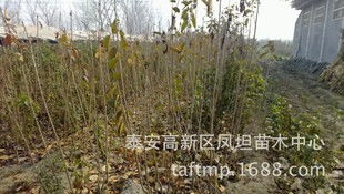 大量供应青岛苗木多种品种大樱桃苗大樱桃树成活率高