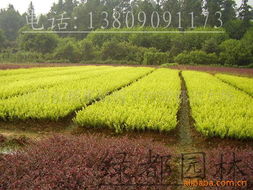 沭阳县颜集镇堰下村绿都苗木场