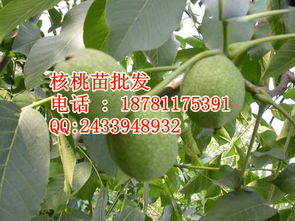 核桃苗达州9818核桃苗品种 价格 1.5元