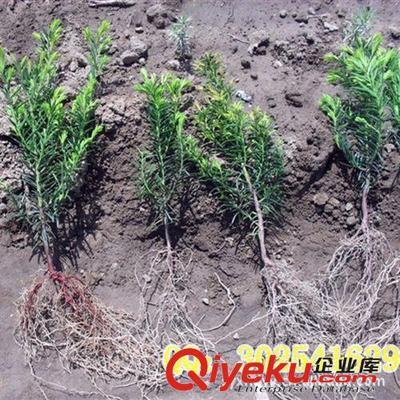 供应花卉苗木 南方红豆杉苗10-15--20厘米-沭阳县华东园艺场提供供应花卉苗木 南方红豆杉苗10-15--20厘米的相关介绍、产品、服务、图片、价格沭阳县华东园艺场、花卉苗木;草坪种子;牧草种子;花卉种子;盆景