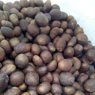 枇杷苗挂果率高 枇杷种子苗木基地 现货供应 先淼