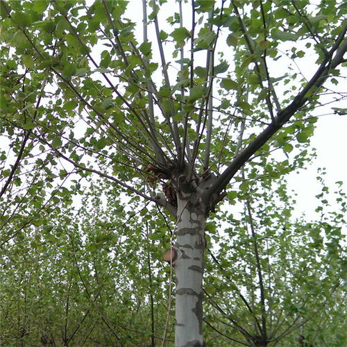 【安康市8公分法桐】- 