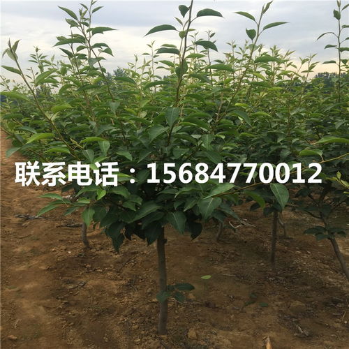袖珍香梨树苗新品种 袖珍香梨树苗出售基地