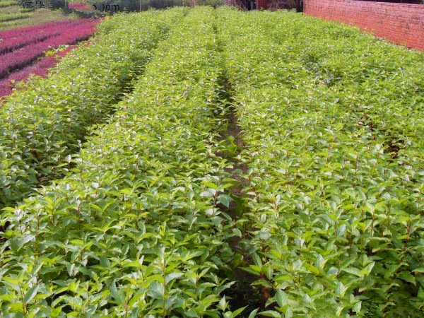 批发批发红瑞木种子红杆木种子绿化行道林木苗木树种子彩色灌木