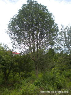 大量供应绿化苗木 桂花 多种规格 浙江安吉 图