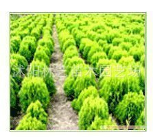 【【值得购买】红叶小波 红叶小檗种子,焉尾种子,洒金柏种子等】价格,厂家,图片,花卉种子种苗,沭阳金顺苗木场-