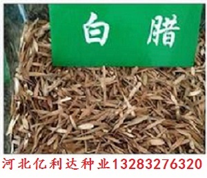 河北亿利达苗木种子