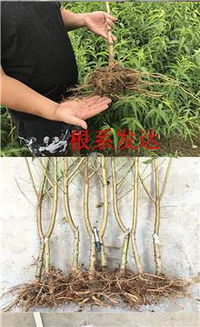 津京地批发各种占地树苗