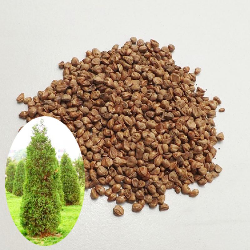 供应林信 桧柏种子 圆柏 塔柏 蜀桧柏 侩柏 笔柏 林木种子