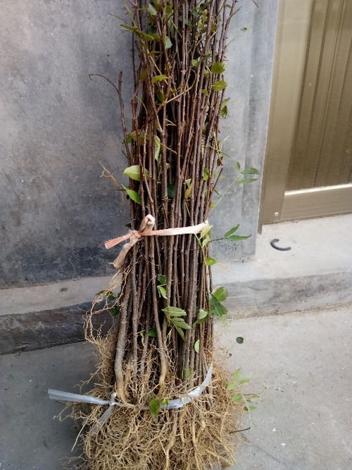 【山东花椒树苗批发零售、一年的花椒树苗售价新采花椒种子】- 