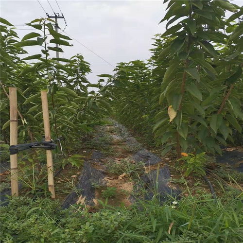 美国一号樱桃品种介绍 美国一号樱桃树苗价格