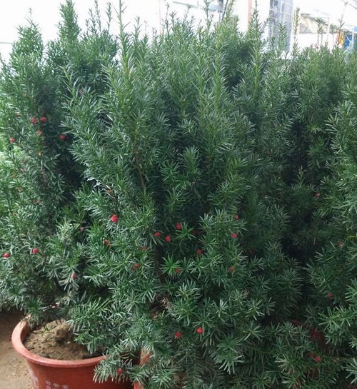 还在傻傻的种花 聪明人都养这些 珍品 树苗,能观赏又净化空气