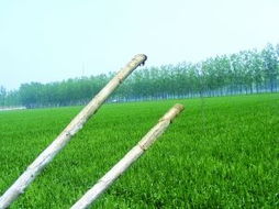 泗阳上千棵新栽杨树死亡 回应称技术不达标