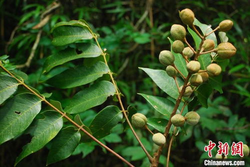 湖北五峰后河保护区成功繁育珍稀野生植物伯乐树
