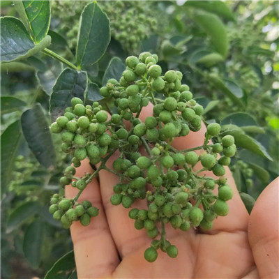 大红袍花椒苗价格品种湖北大量出售花椒种子