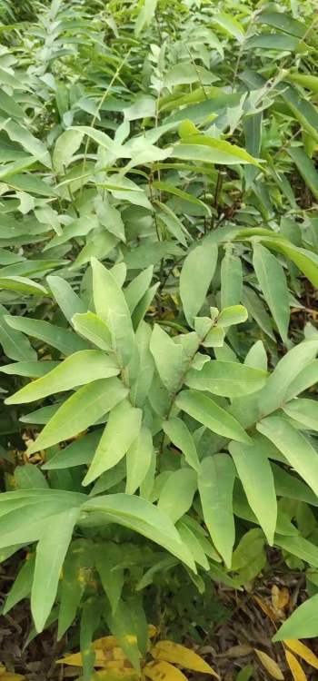 【深圳无患子苗品种齐全】-