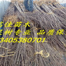 2018绿化苗木价格 报价 绿化苗木批发 第29页 园林网